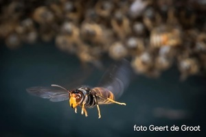 Premie voor het verwijderen van AH-nesten