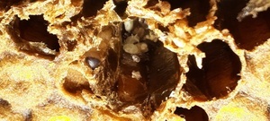 De schudmethode en de mijtbesmetting op de bijen