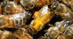 Geel gestreepte bijen