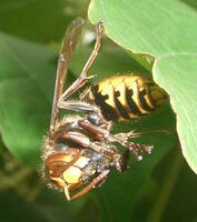 Sterke volken staan hun mannetje tegen wespen